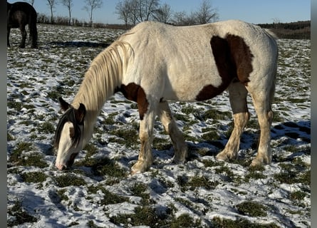 Meer ponys/kleine paarden Mix, Merrie, 5 Jaar, 150 cm, Gevlekt-paard