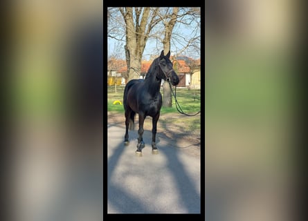 Meer ponys/kleine paarden, Merrie, 5 Jaar, 150 cm, Zwart