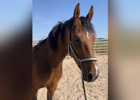 Meer ponys/kleine paarden, Merrie, 5 Jaar, 152 cm, Bruin