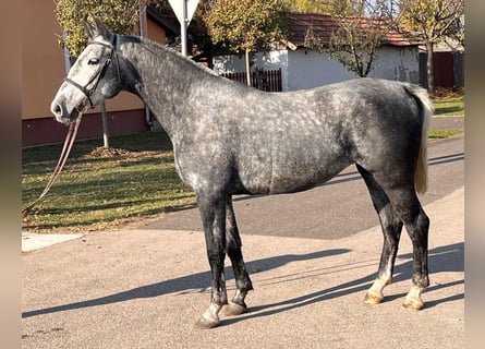 Meer ponys/kleine paarden, Merrie, 5 Jaar, 153 cm