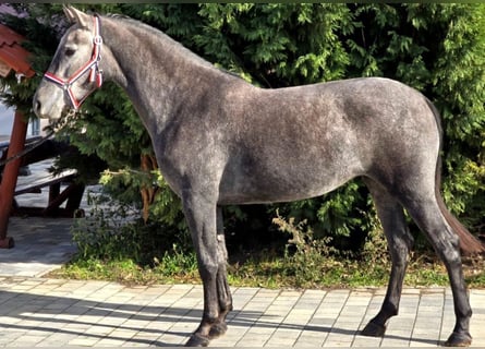 Meer ponys/kleine paarden, Merrie, 5 Jaar, 155 cm