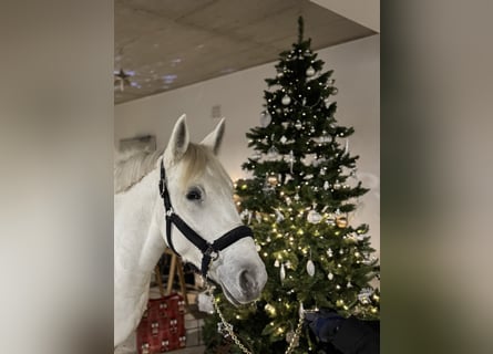 Meer ponys/kleine paarden Mix, Merrie, 5 Jaar, 158 cm, Appelschimmel