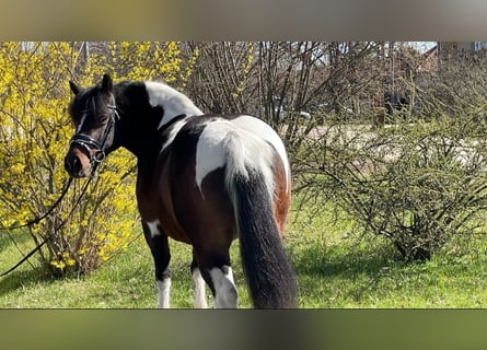 Meer ponys/kleine paarden, Merrie, 6 Jaar, 130 cm, Gevlekt-paard