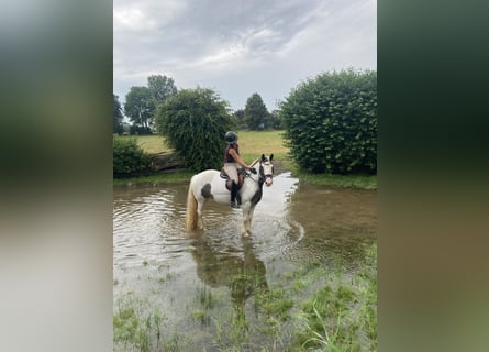 Meer ponys/kleine paarden Mix, Merrie, 6 Jaar, 140 cm, Gevlekt-paard