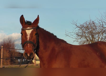 Meer ponys/kleine paarden, Merrie, 6 Jaar, 145 cm, Brauner