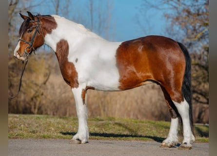 Meer ponys/kleine paarden, Merrie, 7 Jaar, 144 cm