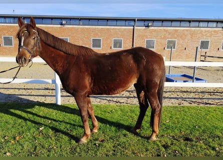 Meer ponys/kleine paarden, Merrie, 7 Jaar, 145 cm, Donkere-vos