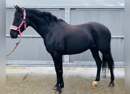 Meer ponys/kleine paarden, Merrie, 7 Jaar, 148 cm, Zwart