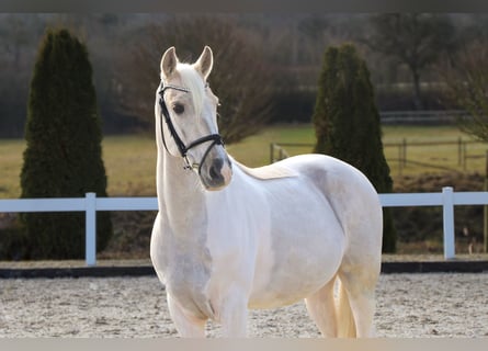 Meer ponys/kleine paarden, Ruin, 10 Jaar, 155 cm, Palomino