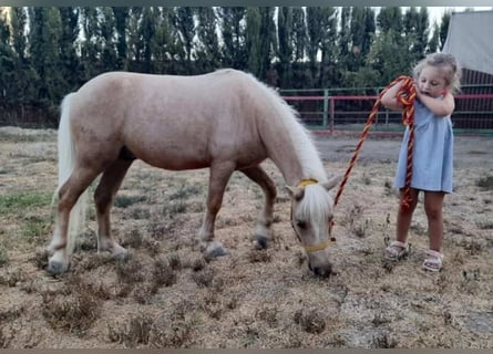 Meer ponys/kleine paarden, Ruin, 3 Jaar, 100 cm, Palomino