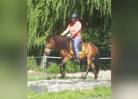 Meer ponys/kleine paarden, Ruin, 3 Jaar, 130 cm, Bruin