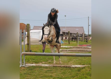 Meer ponys/kleine paarden, Ruin, 3 Jaar, 140 cm