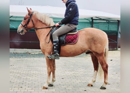 Meer ponys/kleine paarden, Ruin, 3 Jaar, 147 cm