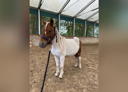 Weitere Ponys/Kleinpferde, Wallach, 3 Jahre, 90 cm, Schecke