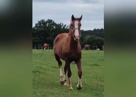 Meer ponys/kleine paarden, Ruin, 3 Jaar