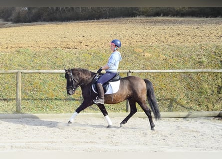 Meer ponys/kleine paarden, Ruin, 4 Jaar, 139 cm, Falbe