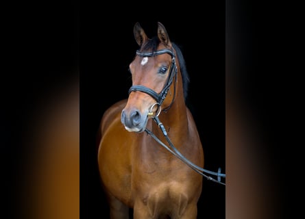Meer ponys/kleine paarden, Ruin, 4 Jaar, 142 cm, Brauner