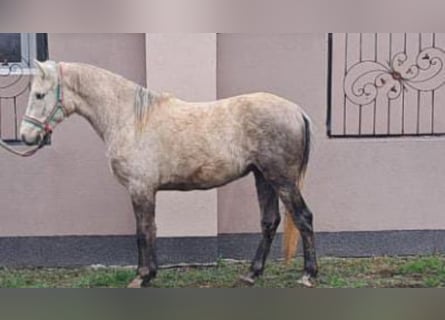 Meer ponys/kleine paarden, Ruin, 4 Jaar, 145 cm