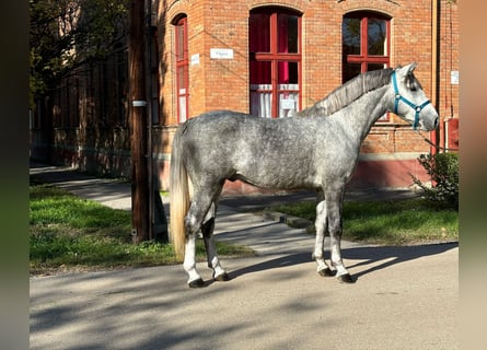 Meer ponys/kleine paarden, Ruin, 4 Jaar, 147 cm