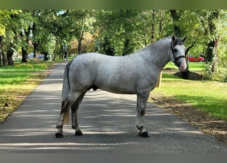 Meer ponys/kleine paarden, Ruin, 4 Jaar, 155 cm