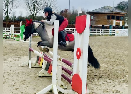 Meer ponys/kleine paarden, Ruin, 5 Jaar, 128 cm, Gevlekt-paard