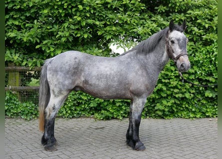 Meer ponys/kleine paarden, Ruin, 5 Jaar, 135 cm