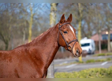 Meer ponys/kleine paarden, Ruin, 5 Jaar, 156 cm, Vos