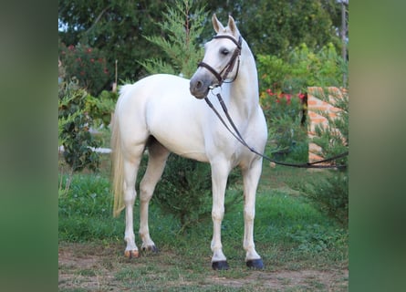 Meer ponys/kleine paarden, Ruin, 6 Jaar, 139 cm, Wit