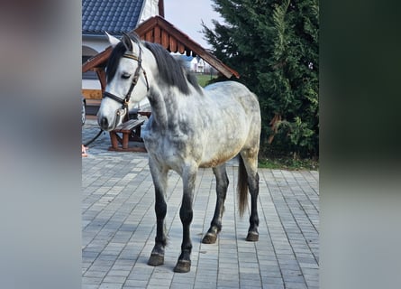 Meer ponys/kleine paarden, Ruin, 6 Jaar, 143 cm