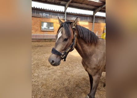 Meer ponys/kleine paarden, Ruin, 6 Jaar, 148 cm, Buckskin