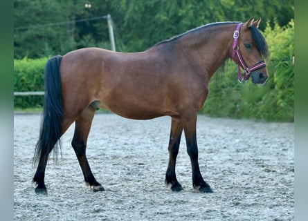 Meer ponys/kleine paarden, Ruin, 8 Jaar, 120 cm, Bruin