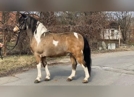 Meer ponys/kleine paarden, Ruin, 9 Jaar, 138 cm, Gevlekt-paard