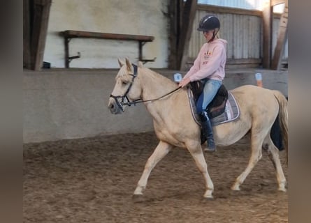 Meer ponys/kleine paarden Mix, Ruin, 9 Jaar, 140 cm, Palomino