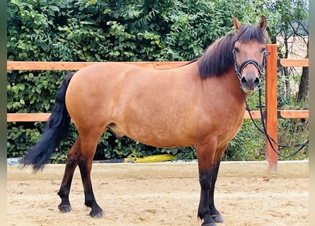 Meer ponys/kleine paarden, Ruin, 9 Jaar, 148 cm, Bruin