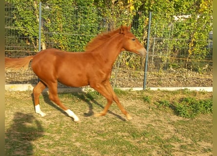 Meer ponys/kleine paarden, Hengst, Veulen (04/2026), 150 cm, Vos