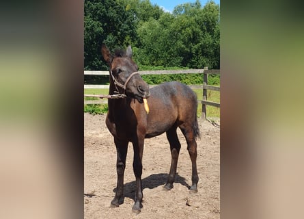 Meer ponys/kleine paarden, Hengst, Veulen (04/2025), 155 cm, Zwartschimmel