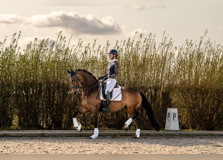 Meer ponys/kleine paarden, Merrie, 10 Jaar, 155 cm, Bruin