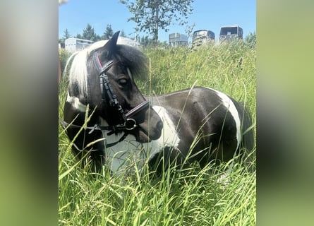 Meer ponys/kleine paarden, Merrie, 10 Jaar, 95 cm, Gevlekt-paard