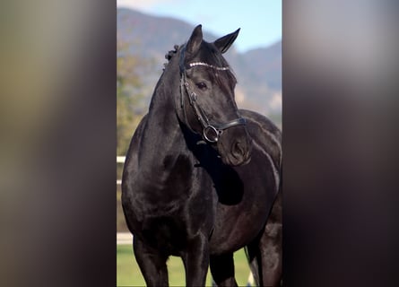 Meer ponys/kleine paarden, Merrie, 11 Jaar, 140 cm, Zwart