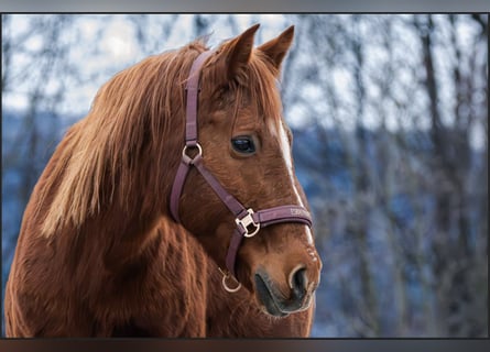Meer ponys/kleine paarden Mix, Merrie, 11 Jaar, 145 cm, Vos