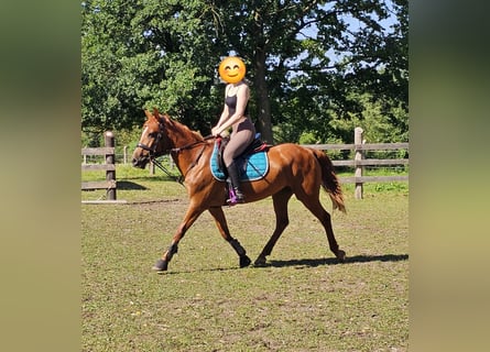 Meer ponys/kleine paarden Mix, Merrie, 11 Jaar, 148 cm, Vos