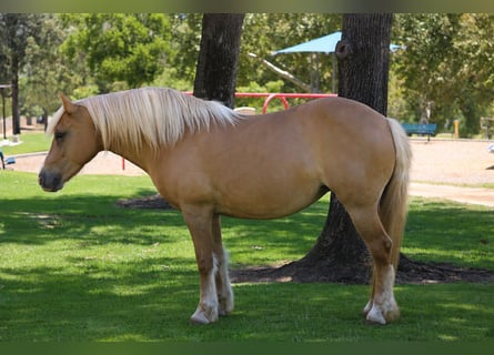 Meer ponys/kleine paarden, Merrie, 12 Jaar, 142 cm
