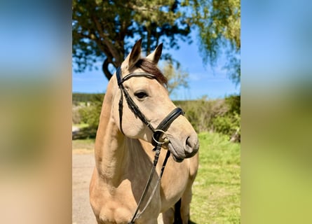 Meer ponys/kleine paarden, Merrie, 12 Jaar, 158 cm, Buckskin