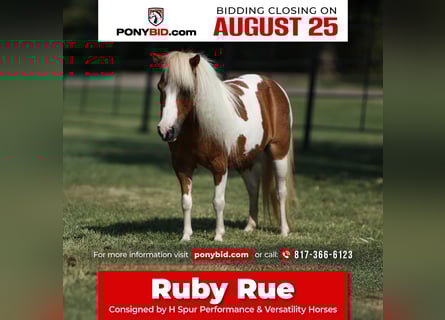 Meer ponys/kleine paarden, Merrie, 12 Jaar, 81 cm, Gevlekt-paard