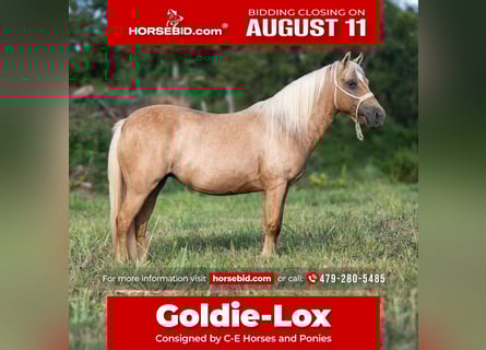 Meer ponys/kleine paarden, Merrie, 13 Jaar, 122 cm, Palomino