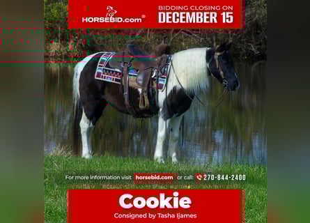 Meer ponys/kleine paarden, Merrie, 13 Jaar, 130 cm, Gevlekt-paard