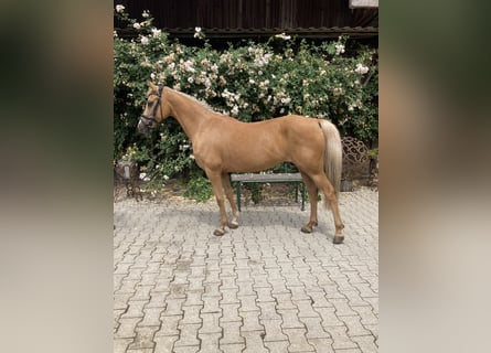 Meer ponys/kleine paarden, Merrie, 14 Jaar, 144 cm, Palomino