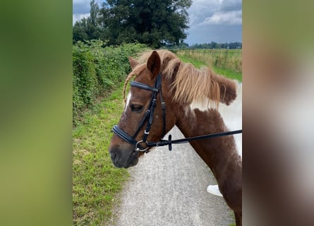 Meer ponys/kleine paarden, Merrie, 16 Jaar, 125 cm, Gevlekt-paard