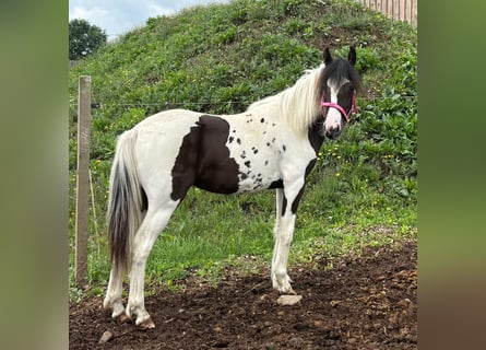 Meer ponys/kleine paarden Mix, Merrie, 1 Jaar, 140 cm, Gevlekt-paard