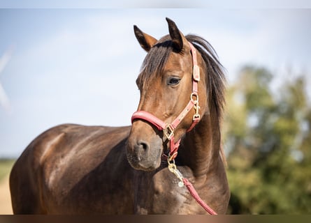 Meer ponys/kleine paarden, Merrie, 3 Jaar, 148 cm, Donkerbruin